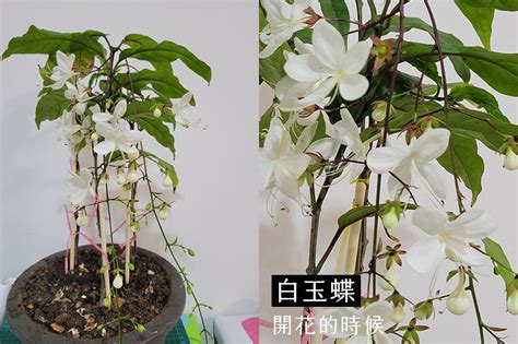 垂枝茉莉風水|【垂枝茉莉風水】垂枝茉莉風水養殖：增加好運的秘訣與護理方法。